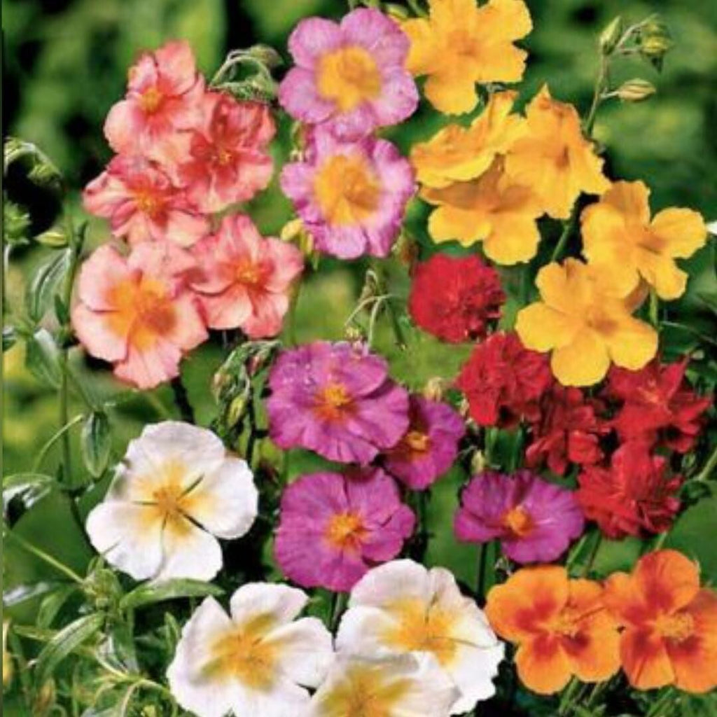 Premium Mixed Helianthemum Rock Rose Flower seeds for Planting Bright Blooms, Heirloom & GMO Free Seeds for Home Garden seeds