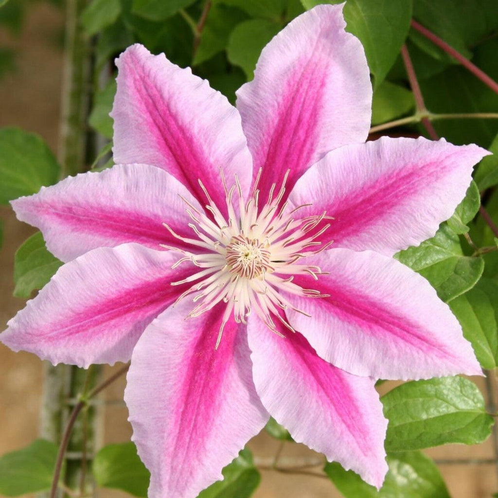 Peach Clematis Flower seeds for Planting Colorful Display, Heirloom & GMO Free Seeds for Home Garden vegetable and garden seeds