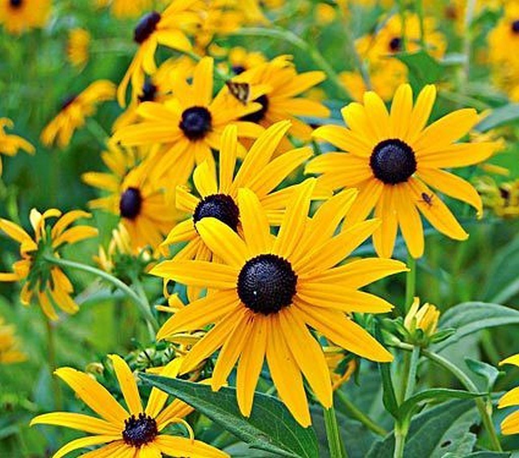 Yellow Goldsturm Flower seeds for Planting Fragrant Blossoms, Heirloom & GMO Free Seeds for Home Garden seeds for planting