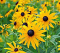 Yellow Goldsturm Flower seeds for Planting Fragrant Blossoms, Heirloom & GMO Free Seeds for Home Garden seeds for planting