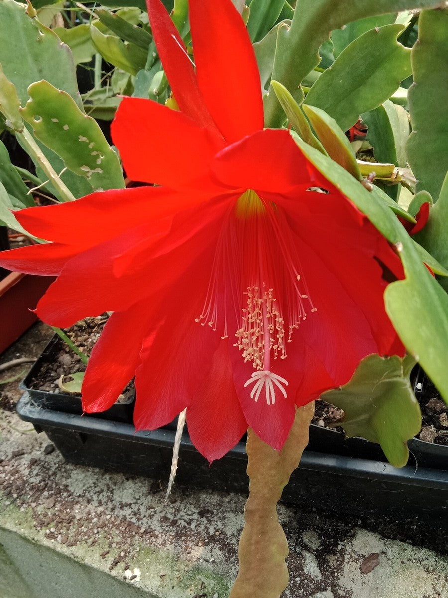 Epiphyllum Flower seeds for Planting Cut Flower Favorite, Heirloom & GMO Free Seeds for Home Garden vegetable and garden seeds