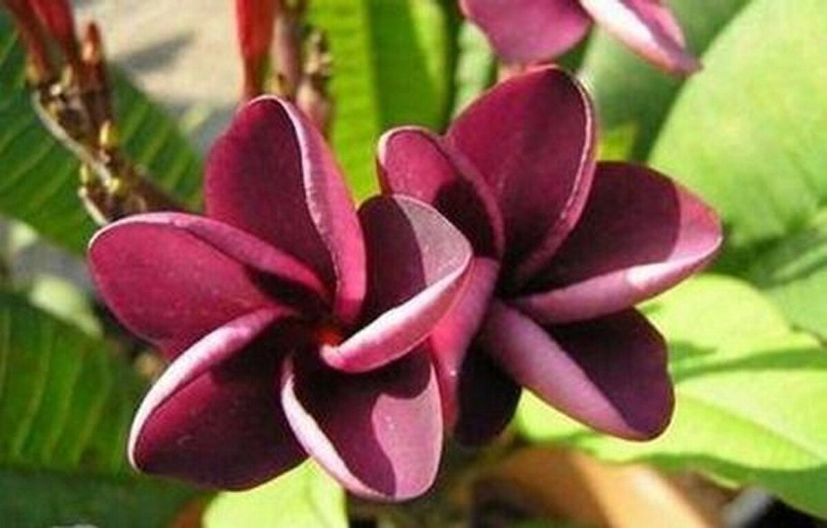 High quality Black Frangipani Flower seeds for Planting Drought Tolerant, Heirloom & GMO Free Seeds for Home Garden seeds pack