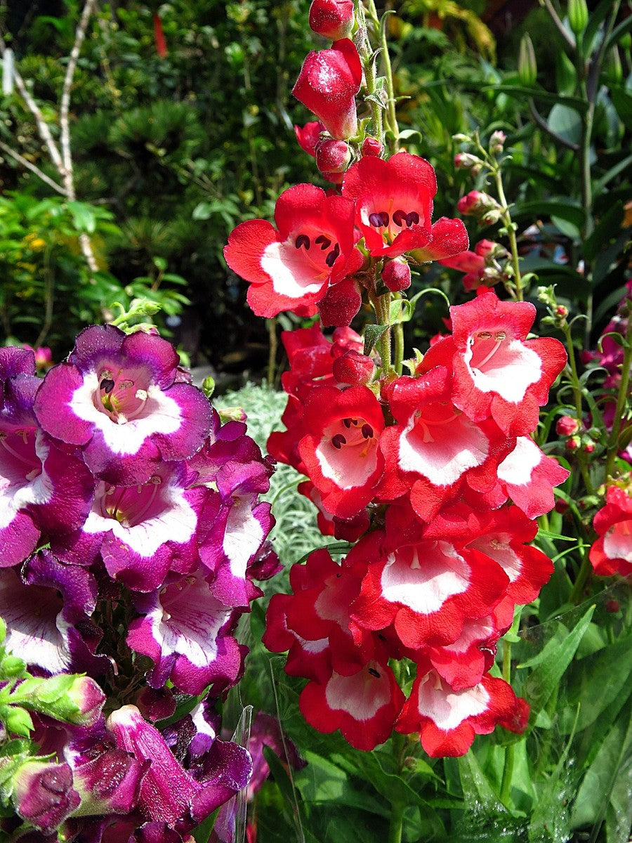 Premium Penstemon Flower seeds for Planting Drought Tolerant, Heirloom & GMO Free Seeds for Home Garden seeds