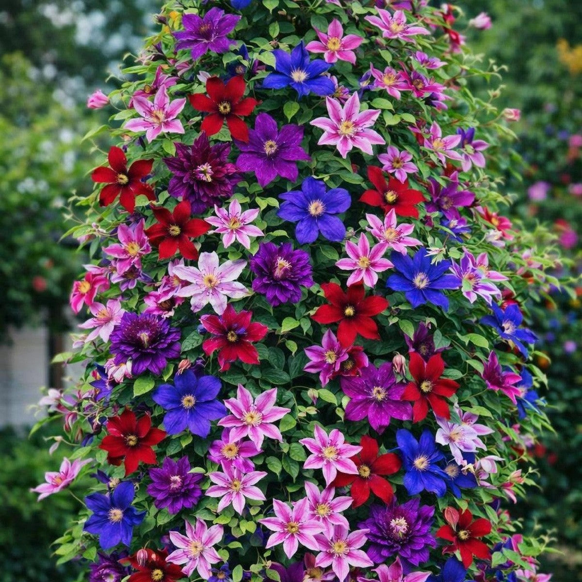 Mixed Colors Clematis Flower Vines Perennial Climbing Flower seeds for Planting - Garden Favorite, Heirloom & GMO Free Seeds for Home Garden