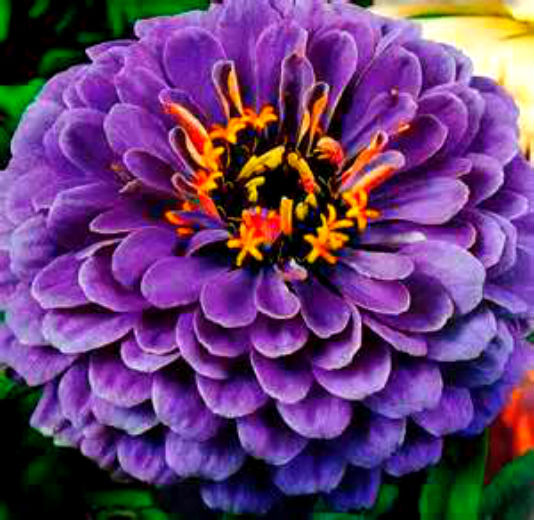 Premium Zinnia Flower seeds for Planting Seasonal Bloomer, Heirloom & GMO Free Seeds for Home Garden seeds