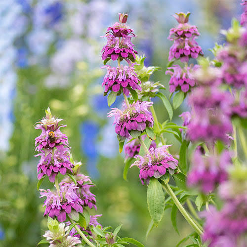 Purple Lemon Bee Flower seeds for Planting Drought Tolerant, Heirloom & GMO Free Seeds for Home Garden vegetable and garden seeds