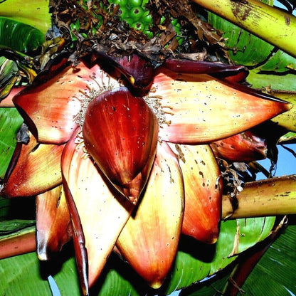 Red Abyssinian Banana (Musa Ensete Ventricosum) Flowering Fruit Tree Seeds