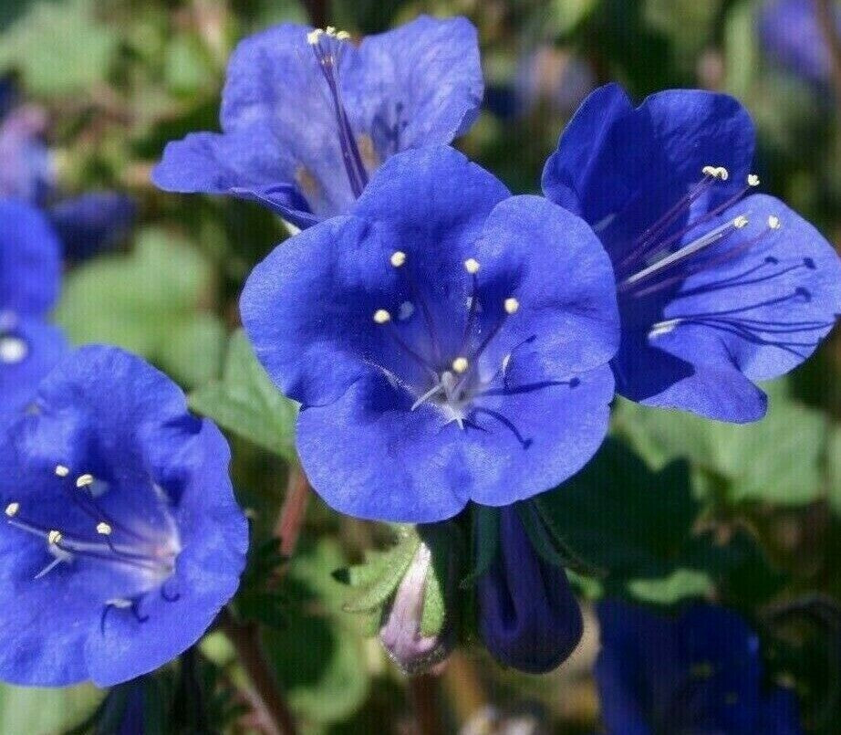 Blue Cali Flower seeds for Planting Sun Loving, Heirloom & GMO Free Seeds for Home Garden vegetable and garden seeds