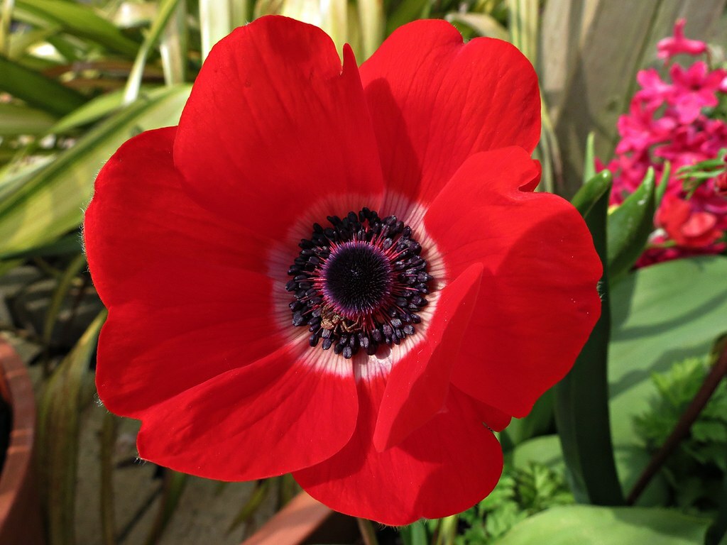 Premium Red Anemone Flower seeds for Planting Bright Blooms, Heirloom & GMO Free Seeds for Home Garden seeds