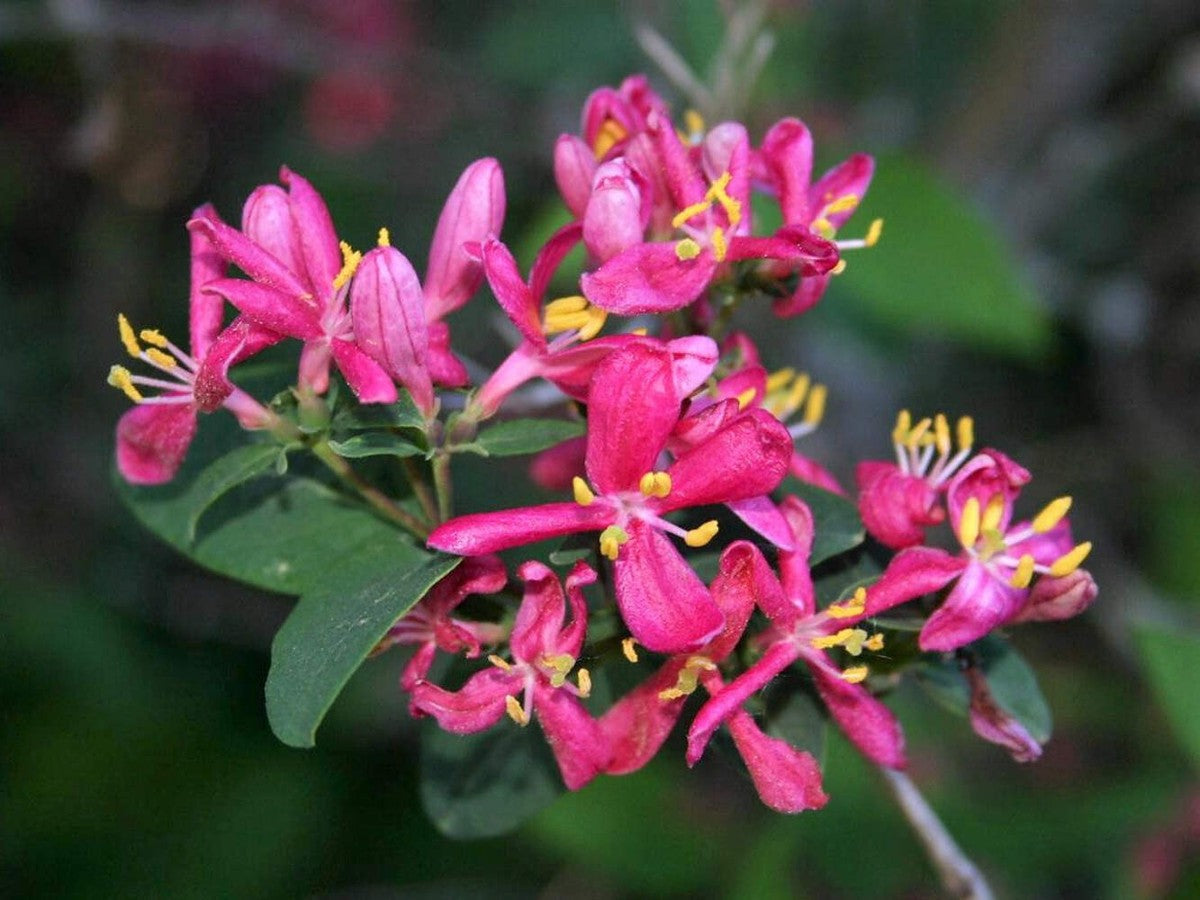 Heirloom Lonicera Tatarica Flower seeds for Planting Fragrant Blossoms Heirloom & GMO Free Seeds for Home Garden