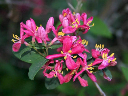 Heirloom Lonicera Tatarica Flower seeds for Planting Fragrant Blossoms Heirloom & GMO Free Seeds for Home Garden