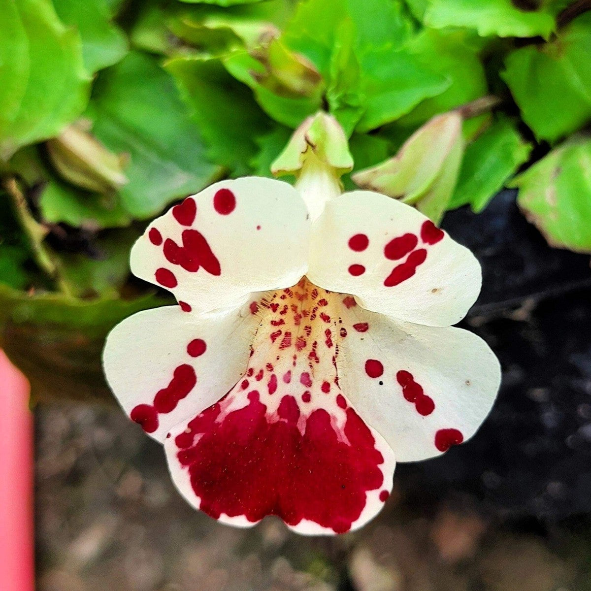 White Mimulus Hybridus Flower seeds for Planting Seasonal Bloomer, Heirloom & GMO Free Seeds for Home Garden vegetable and garden seeds