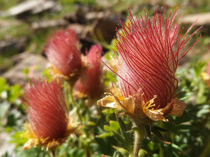 Heirloom Geum Reptans Flower seeds for Planting Colorful Display Heirloom & GMO Free Seeds for Home Garden