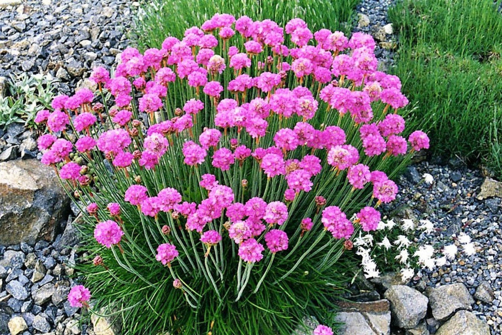 Premium Armeria Flower seeds for Planting Cottage Garden Essential, Heirloom & GMO Free Seeds for Home Garden seeds
