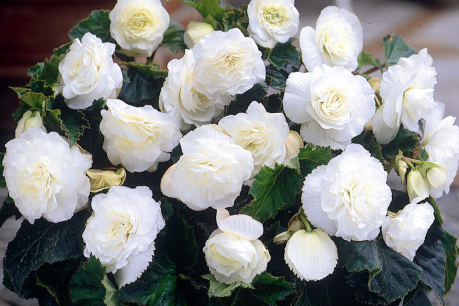 Tuberous Begonia Flower seeds for Planting Sun Loving, Heirloom & GMO Free Seeds for Home Garden vegetable and garden seeds