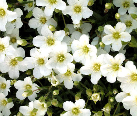 High quality Avalanche Flower seeds for Planting Seasonal Bloomer, Heirloom & GMO Free Seeds for Home Garden seeds pack