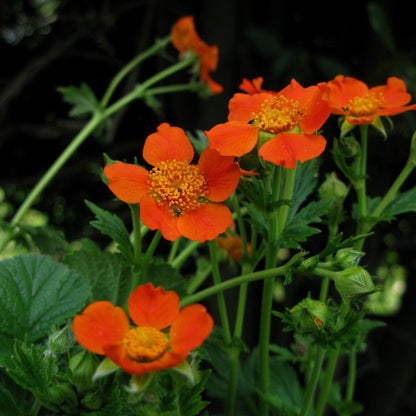 Geum Flower seeds for Planting Low Maintenance Heirloom & GMO Free Seeds for Home Garden