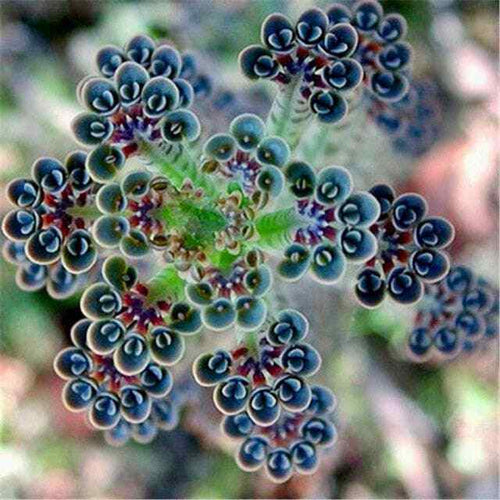 Premium Blue Kalanchoe Flower seeds for Planting Vibrant Colors, Heirloom & GMO Free Seeds for Home Garden seeds
