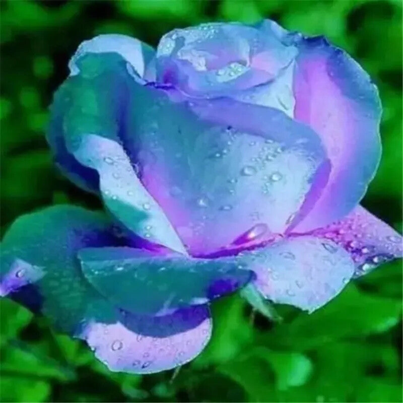 High quality Gold Rose Flower seeds for Planting Wildflower Mix, Heirloom & GMO Free Seeds for Home Garden seeds pack