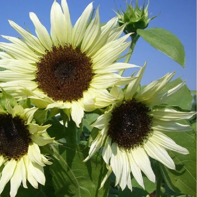 Premium Cream Sunflower Flower seeds for Planting Fragrant Blossoms, Heirloom & GMO Free Seeds for Home Garden seeds