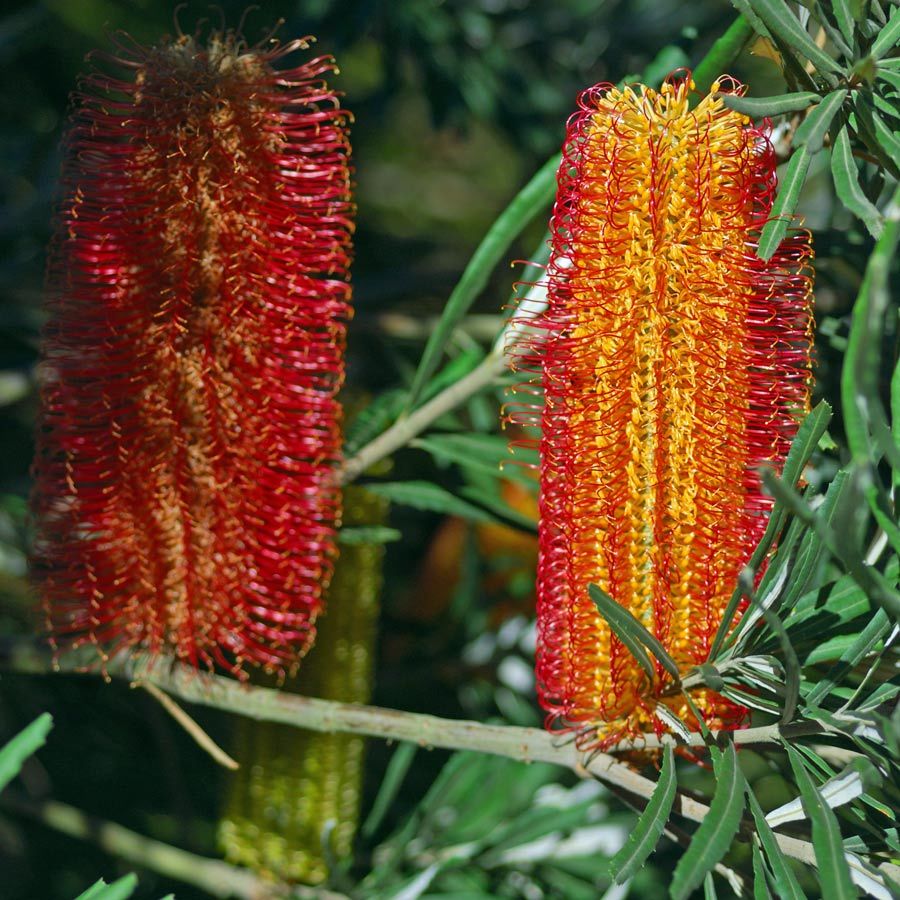 High quality Yellow Banksia Flower seeds for Planting Perfect for Borders, Heirloom & GMO Free Seeds for Home Garden seeds pack
