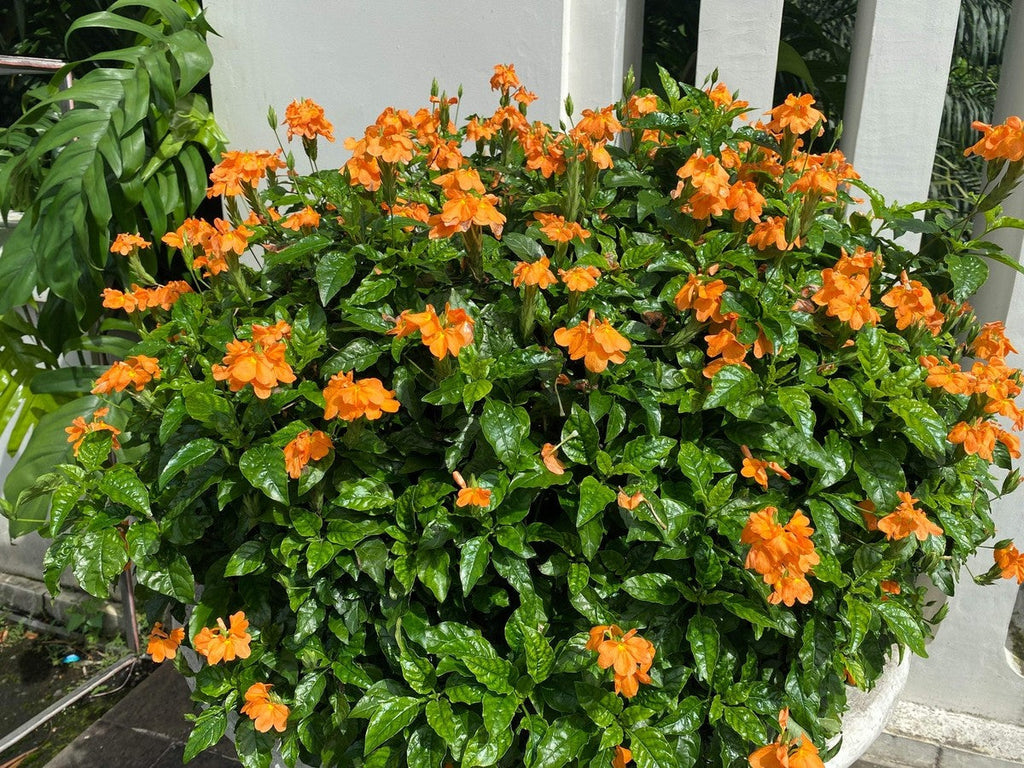 High quality Orange Marmalade Flower seeds for Planting Cut Flower Favorite, Heirloom & GMO Free Seeds for Home Garden seeds pack