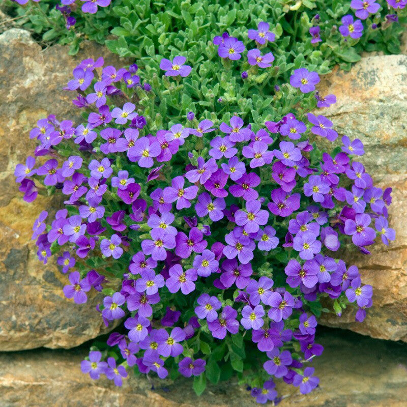 Cascade Flower seeds for Planting Colorful Display, Heirloom & GMO Free Seeds for Home Garden vegetable and garden seeds
