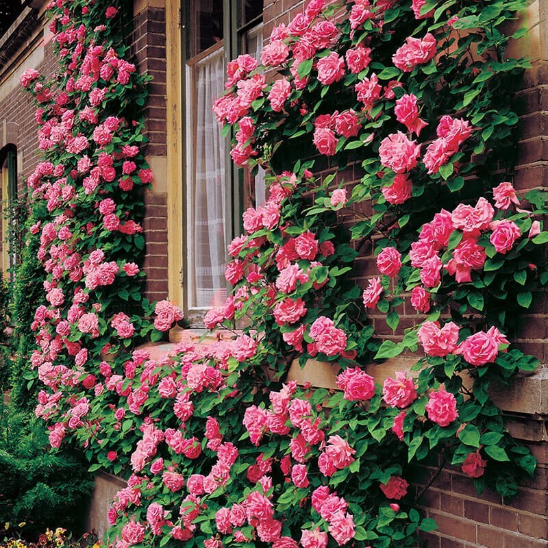 Heirloom Climbing Rose Flower seeds for Planting Premium Quality Heirloom & GMO Free Seeds for Home Garden