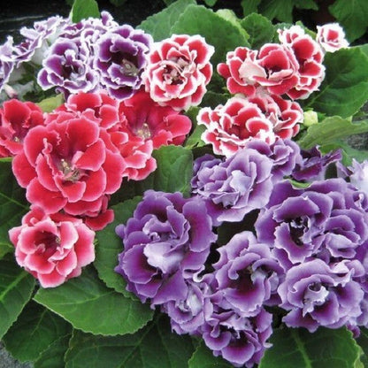 Gloxinia Flower seeds for Planting Vibrant Colors Heirloom & GMO Free Seeds for Home Garden