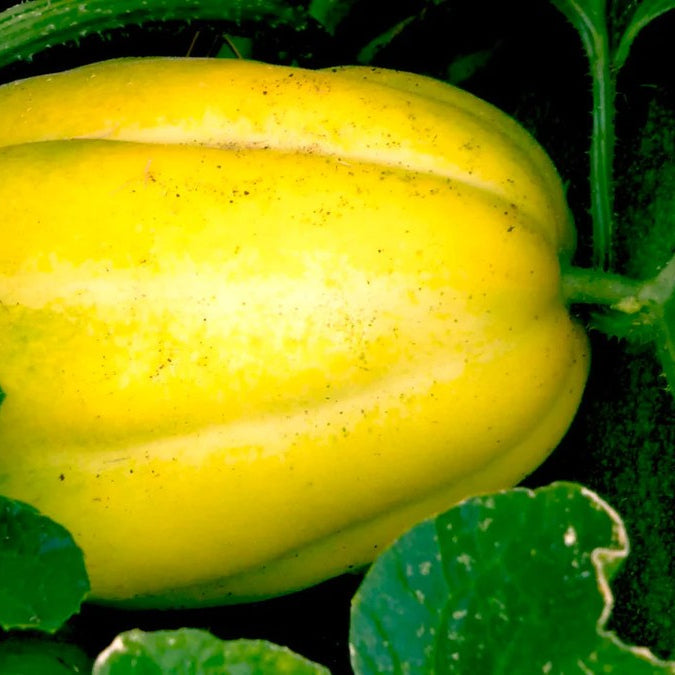 Yellow Korean Melon Seeds Planting Pack