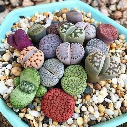 Lithops Succulent Flower seeds for Planting - Sun Loving, Heirloom & GMO Free Seeds for Home Garden