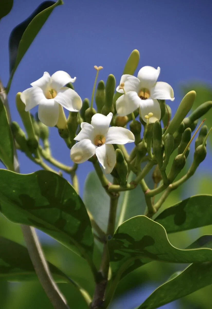 Fagraea Flower seeds for Planting Cottage Garden Essential Heirloom & GMO Free Seeds for Home Garden