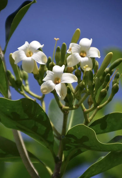 Fagraea Flower seeds for Planting Cottage Garden Essential Heirloom & GMO Free Seeds for Home Garden