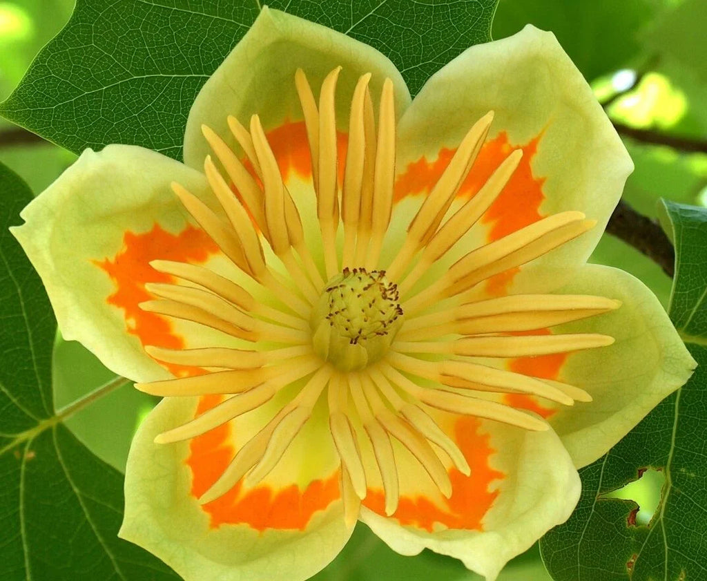 Premium Liriodendron Flower seeds for Planting Drought Tolerant, Heirloom & GMO Free Seeds for Home Garden seeds