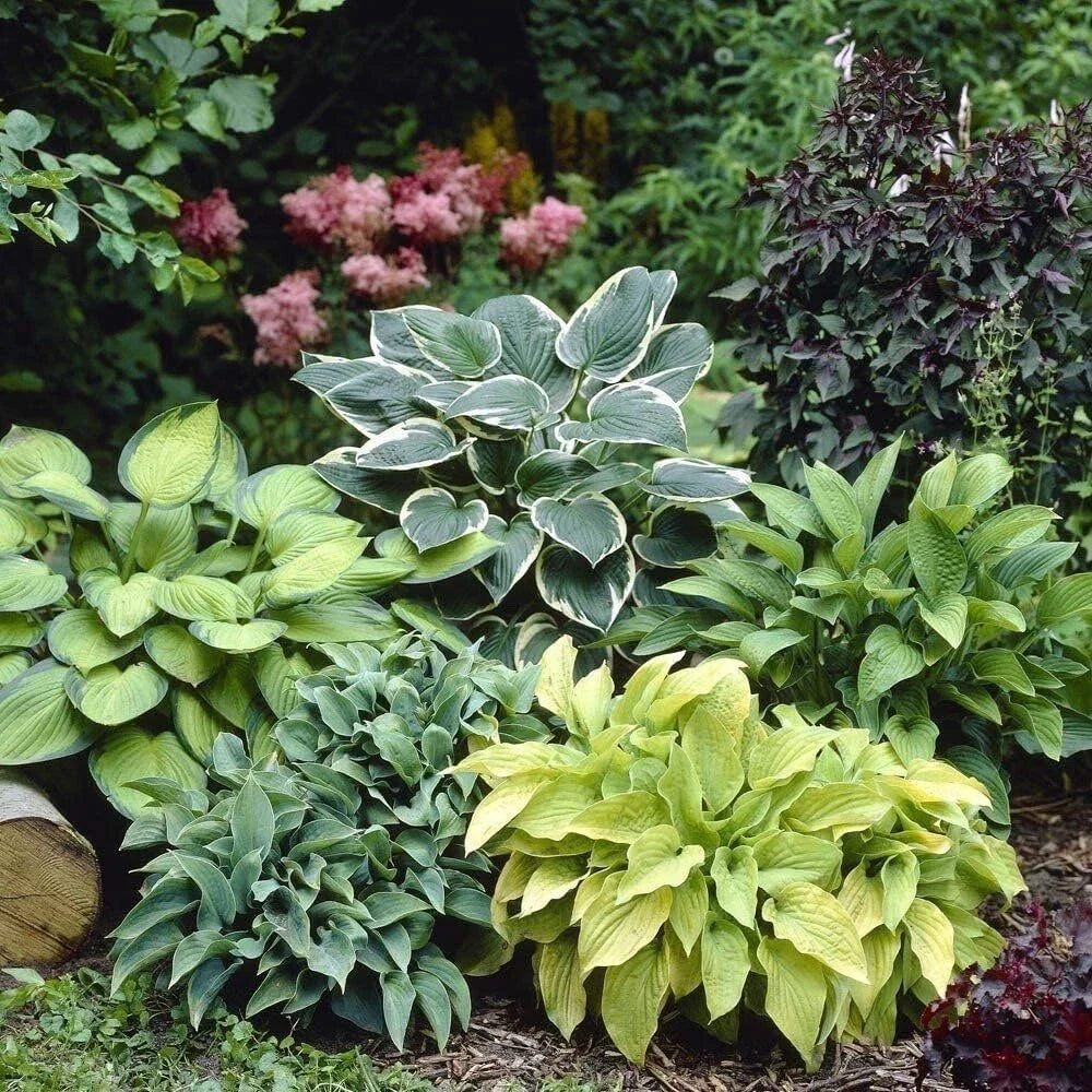 Hosta Perennial Flower seeds for Planting - Easy to Grow, Heirloom & GMO Free Seeds for Home Garden