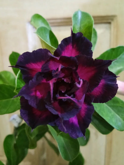 Violet Pink Adenium Obesum Flower seeds for Planting Sun Loving Heirloom & GMO Free Seeds for Home Garden