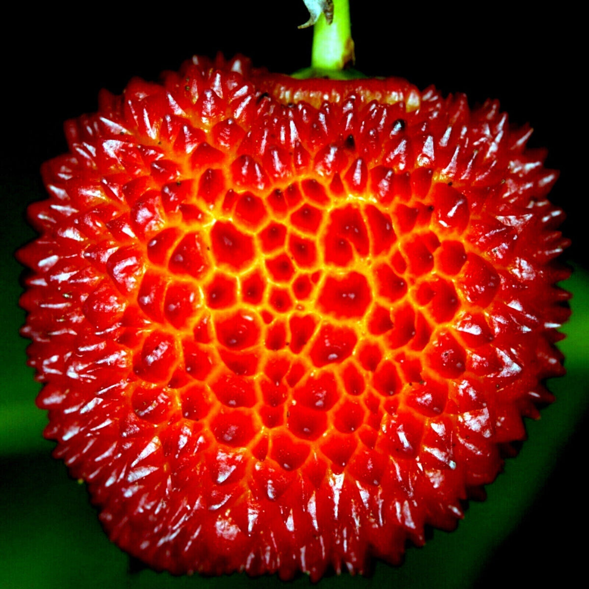 Arbutus Seeds For Planting Unique Fruits Fruit