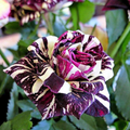 Black Dragon Rose Flower Seeds for Planting – Heirloom, Non-GMO, Easy to Grow, Perennial
