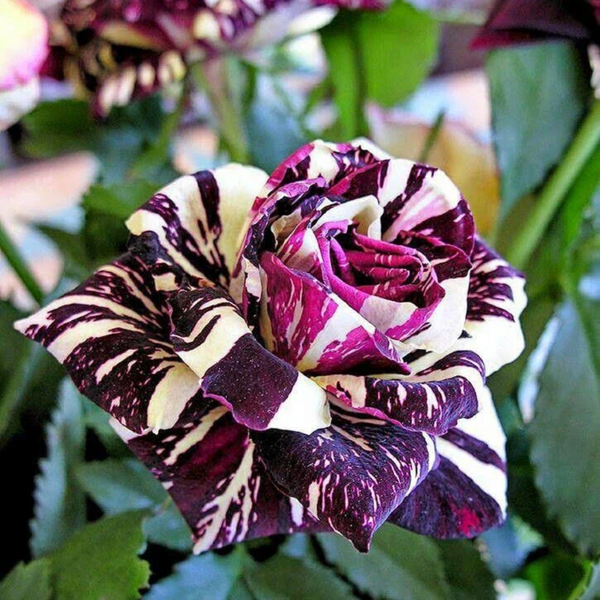 Black Dragon Rose Flower Seeds for Planting – Heirloom, Non-GMO, Easy to Grow, Perennial