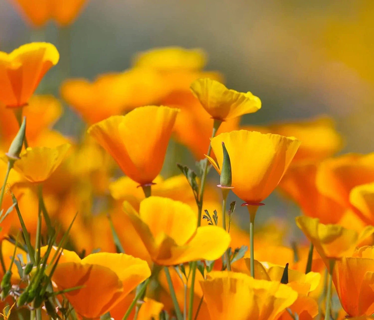 Yellow Eschscholtzia Flower seeds for Planting Low Maintenance Heirloom & GMO Free Seeds for Home Garden