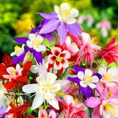 Purple White Aquilegia Flower seeds for Planting Easy to Grow, Heirloom & GMO Free Seeds for Home Garden vegetable and garden seeds