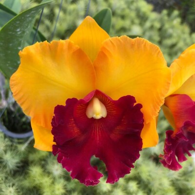 High quality Yellow Red Cattleya Flower seeds for Planting Long Bloom Season, Heirloom & GMO Free Seeds for Home Garden seeds pack