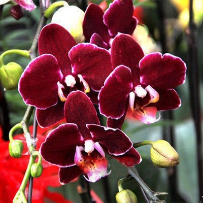 Premium Maroon Butterfly Orchids Flower seeds for Planting Perfect for Borders, Heirloom & GMO Free Seeds for Home Garden seeds