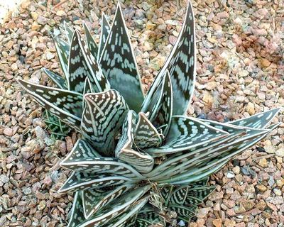Green Aloe Variegata for Planting Vibrant Colors, Heirloom & GMO Free Seeds for Home Garden vegetable and garden seeds