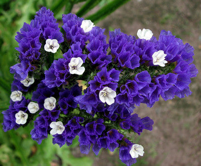 Limonium Sinuatum Flower seeds for Planting Low Maintenance Heirloom & GMO Free Seeds for Home Garden