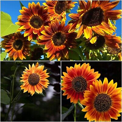 Yellow And Red Sunflower Seeds For Planting Flower