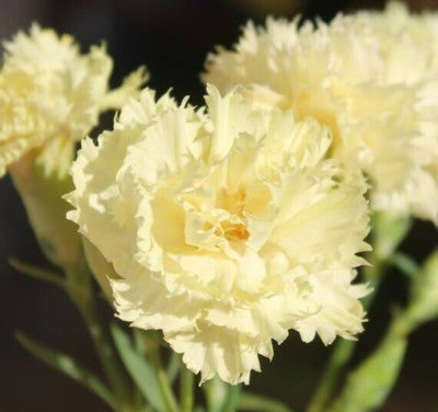 Carnation Flower seeds for Planting Cottage Garden Essential, Heirloom & GMO Free Seeds for Home Garden vegetable and garden seeds