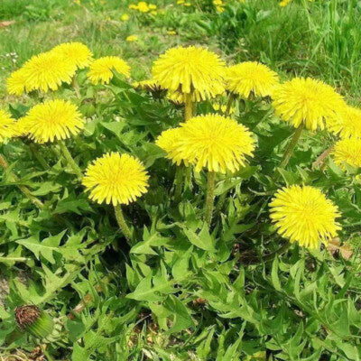Yellow Dandelion Flower seeds for Planting Perfect for Borders, Heirloom & GMO Free Seeds for Home Garden vegetable and garden seeds