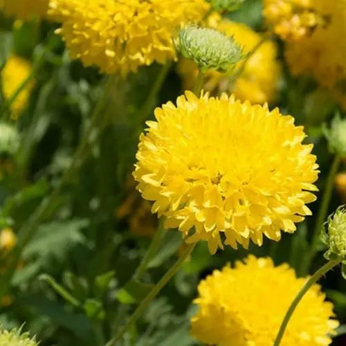Gaillardia Sundance Flower seeds for Planting Wildflower Mix Heirloom & GMO Free Seeds for Home Garden 
 
 Sale for planting in home garden
