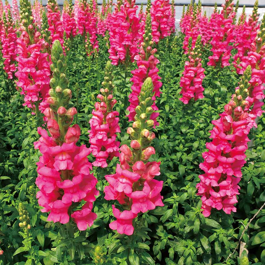 Antirrhinum Flower seeds for Planting Pollinator Friendly Heirloom & GMO Free Seeds for Home Garden